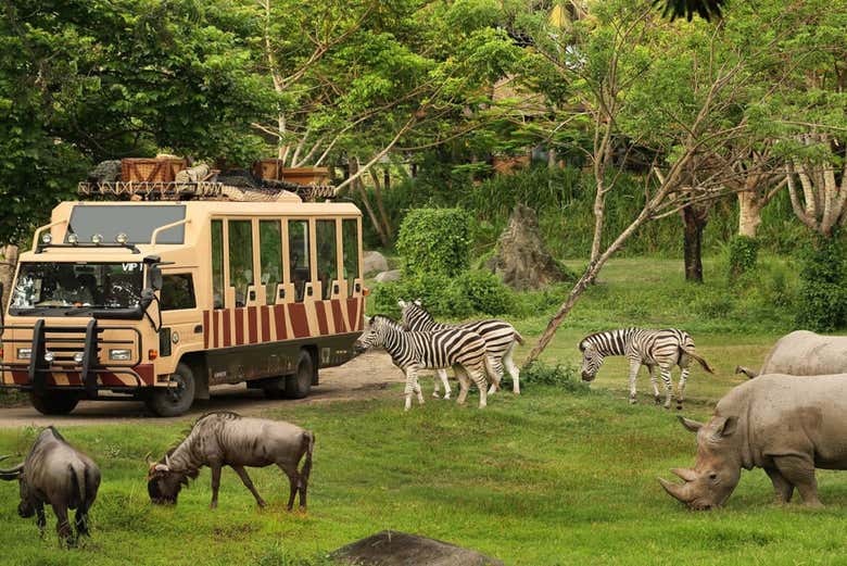 Admiring animals in their natural habitat