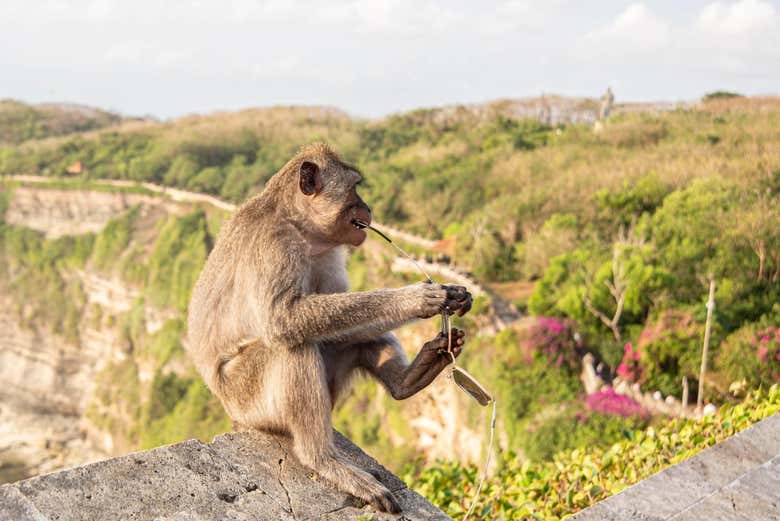 Una scimmia di Bali