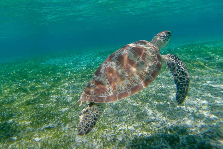 Descubriendo una tortuga marina