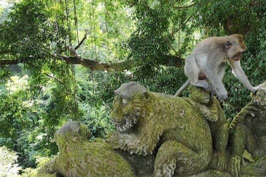 Bosque de los monos