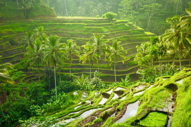Le risaie di Tegallalang