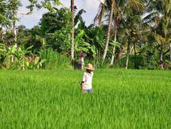 Alrededores de Ubud