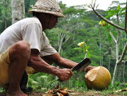 Abriendo un coco