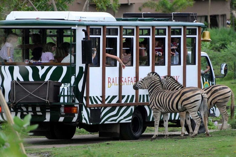 safari park tram hours