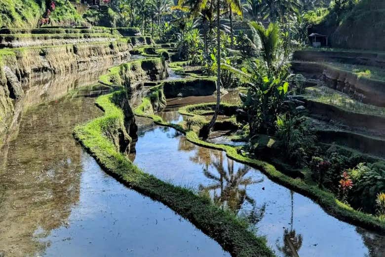 Campos de arroz de Tegallalang