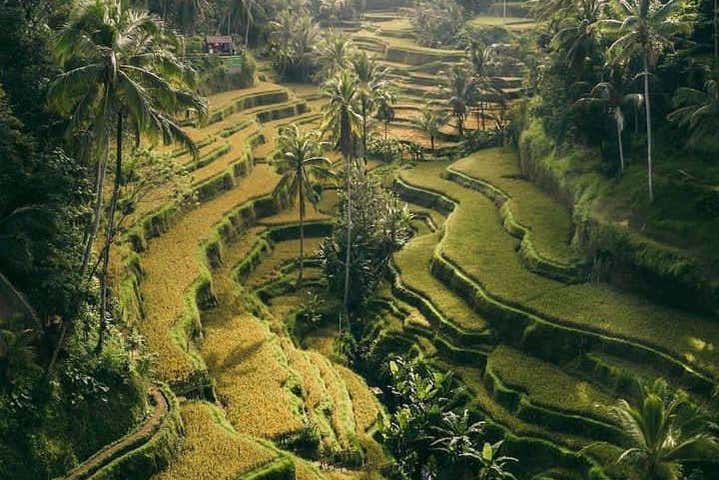 Disfrutando de los paisajes de Ubud