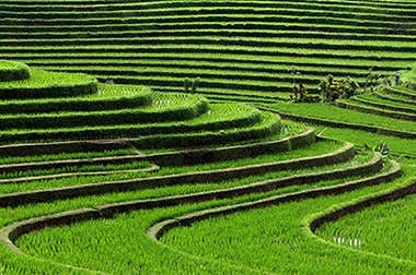 Rice Fields