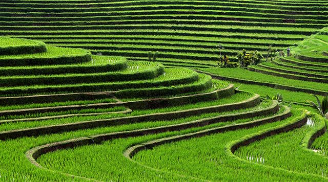 Campos de arroz de Bali - Os famosos terraços escalonados de Bali