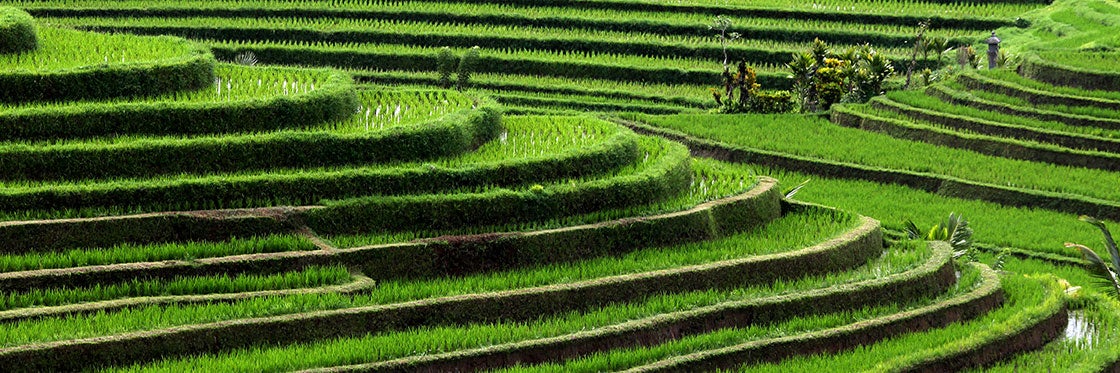 Campos de arroz de Bali