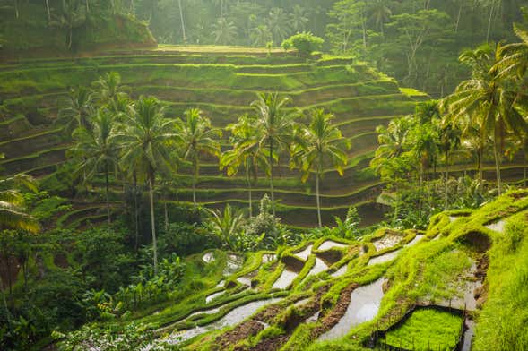 Ubud, Goa Gajah e centro di Bali