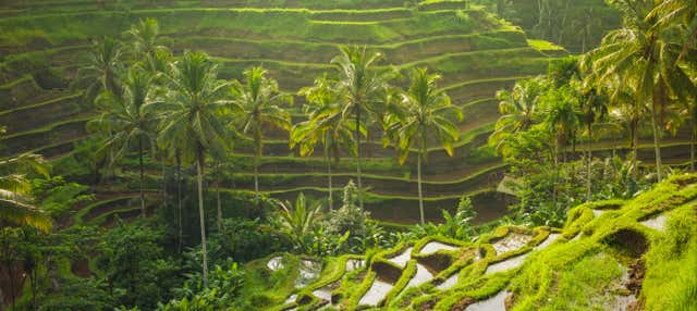 Ubud, Goa Gajah and Central Bali Tour