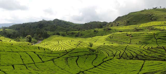 Excursión privada a las plantaciones de té y cascada Cimahi