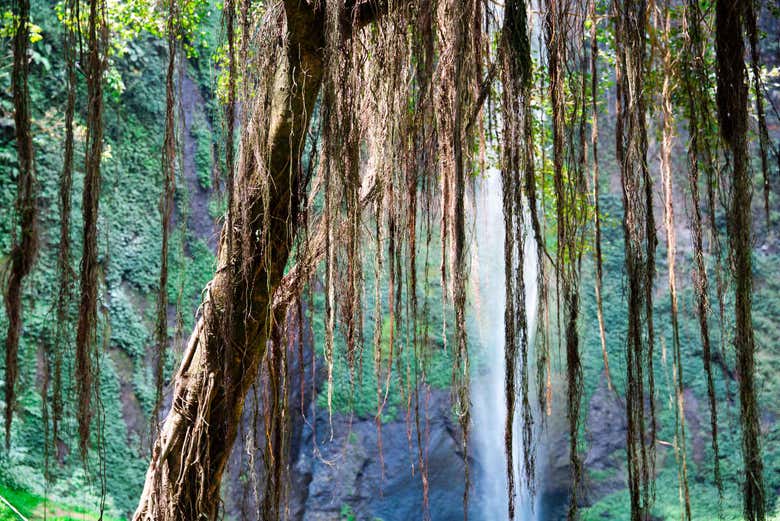 La frondosa vegetazione della cascata di Cimahi