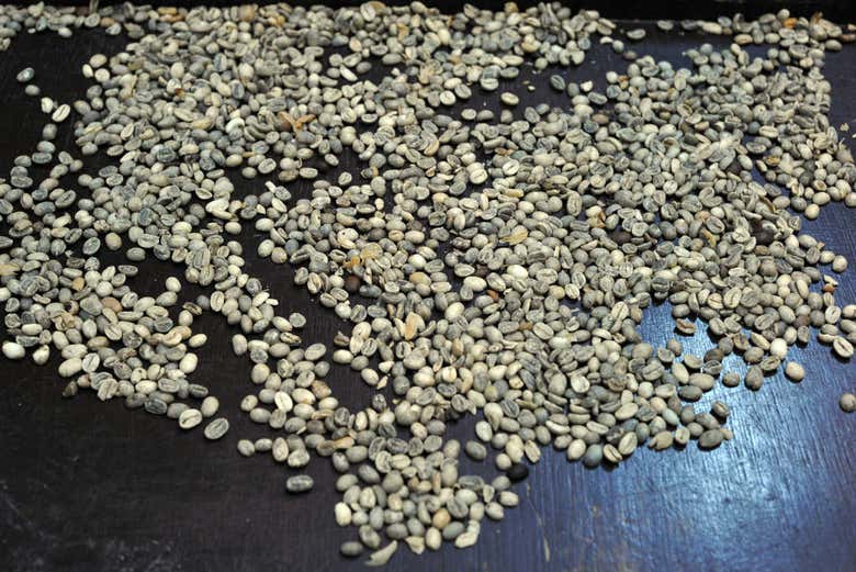 Granos de café Kopi Luwak