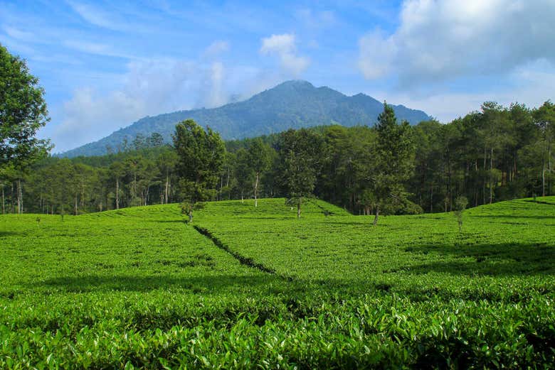 Piantagioni di tè a Bandung