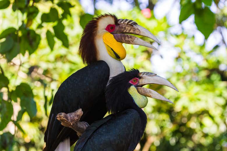 Pareja de aves exóticas