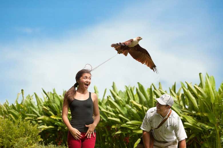 Espectáculo de aves