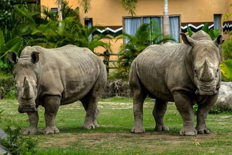 See rhinos up close