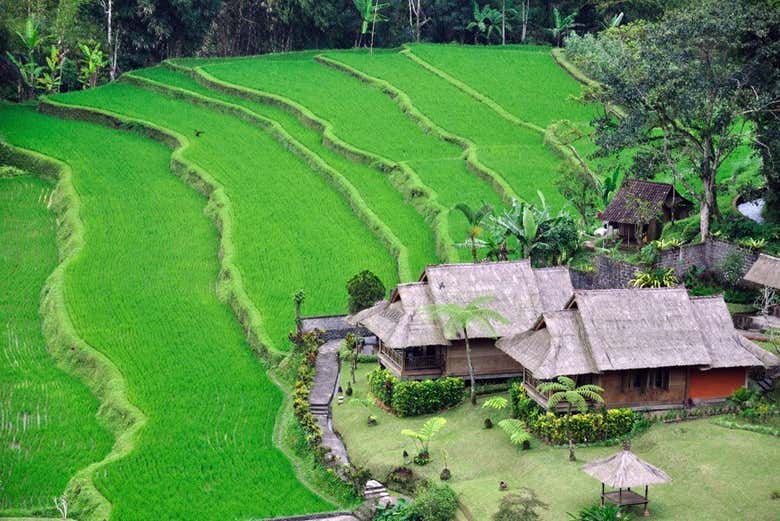 Arrozales típicos de Bali