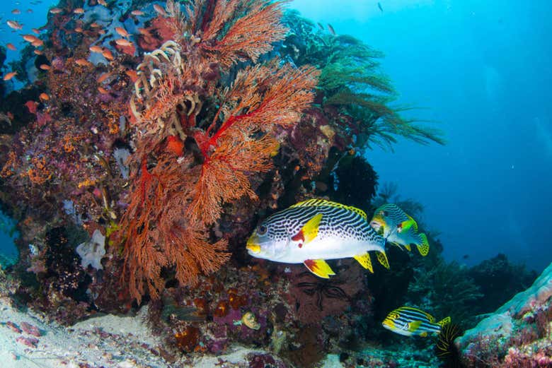 Fauna marinha das ilhas Gili