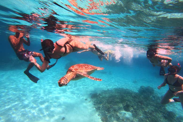 Nadando junto a una tortuga carey
