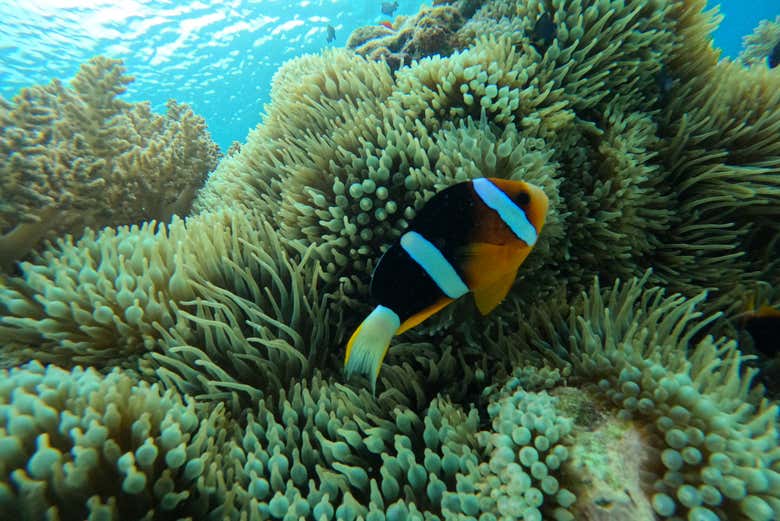 Un pez payaso en los corales marinos