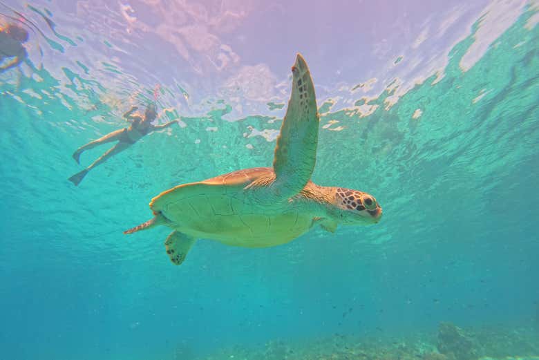 Una tortuga carey en las aguas de Gili Meno