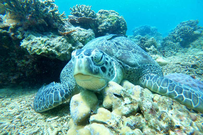 Una tortuga en el fondo de Gili Meno