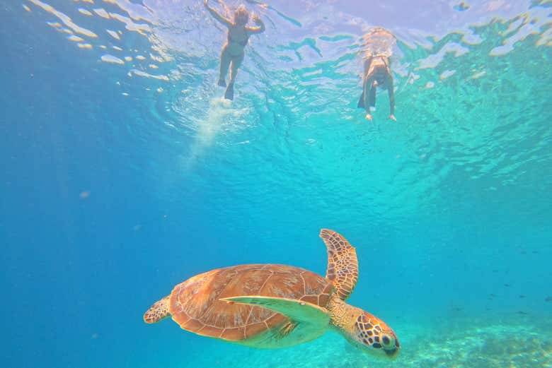 Viendo una tortuga mientras hacemos snorkel