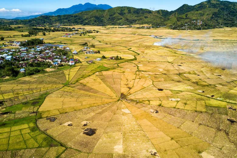 Campos de arroz de telaraña a las afueras de Ruteng