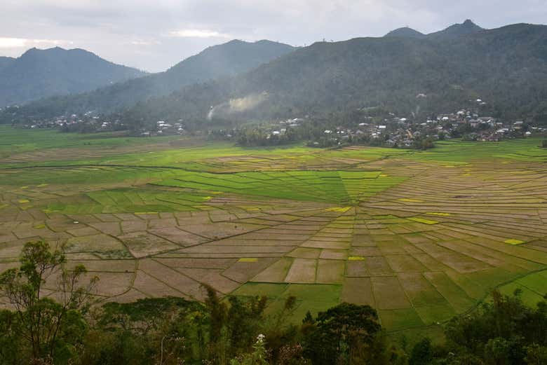 Los campos de arroz con forma de telaraña