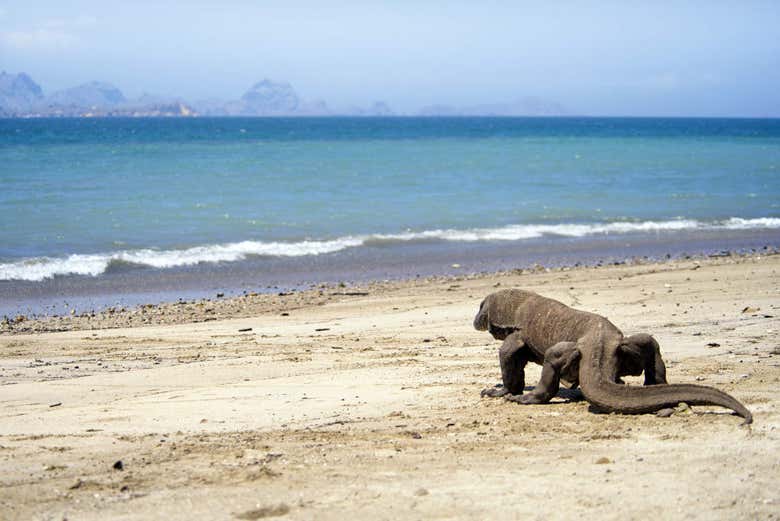 Komodo dragon on the island
