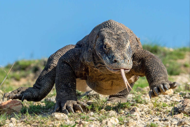 Front profile of a Komodo dragon