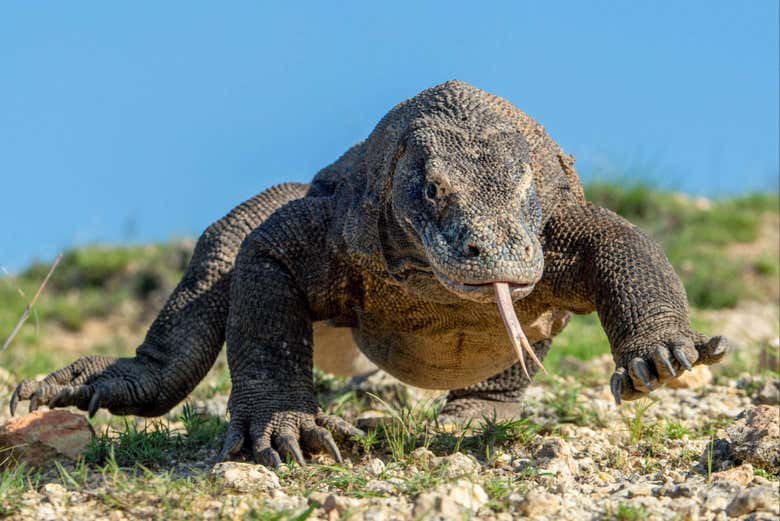 Front profile of a Komodo dragon