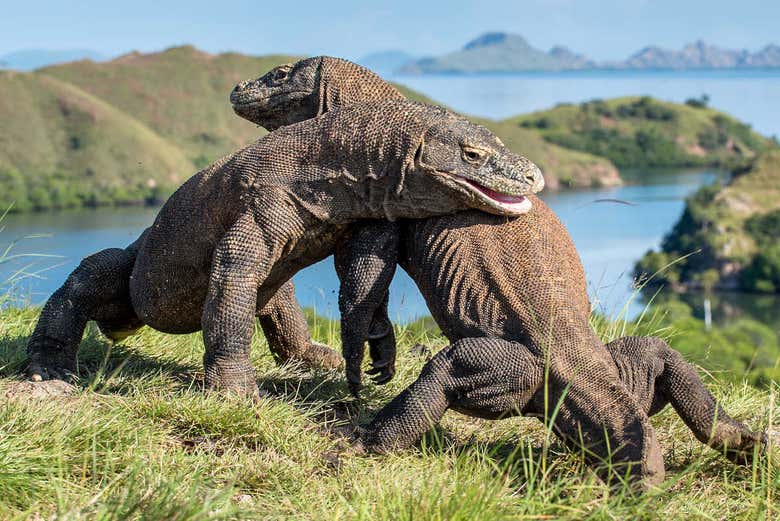 Dragones de Komodo