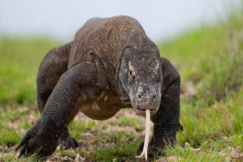 Dragón de Komodo