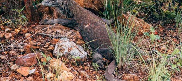Tour de 2 días por las islas del dragón de Komodo