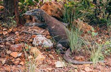 Tour di 2 giorni delle isole del drago di Komodo