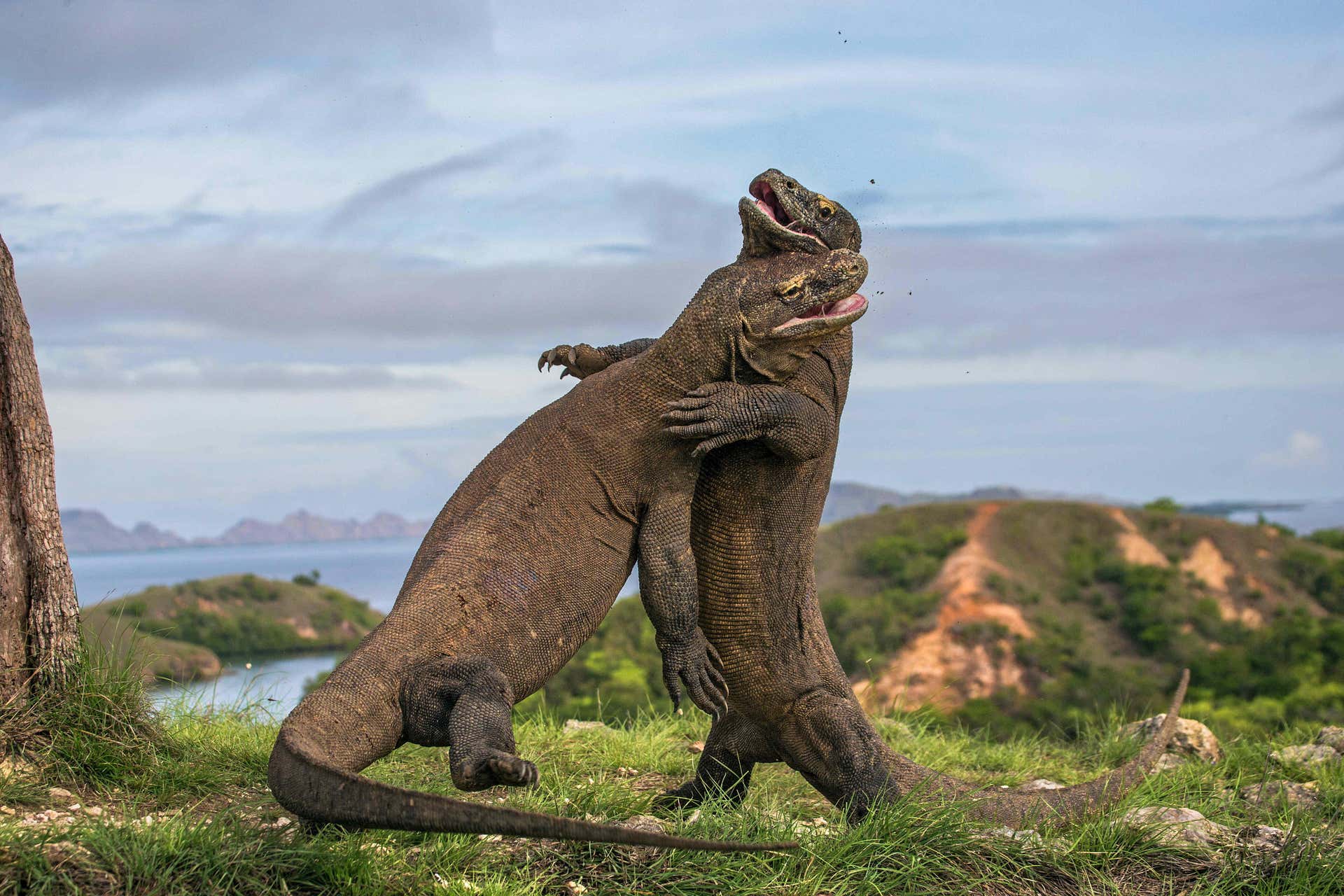 Komodo Islands Private 3 Day Trip