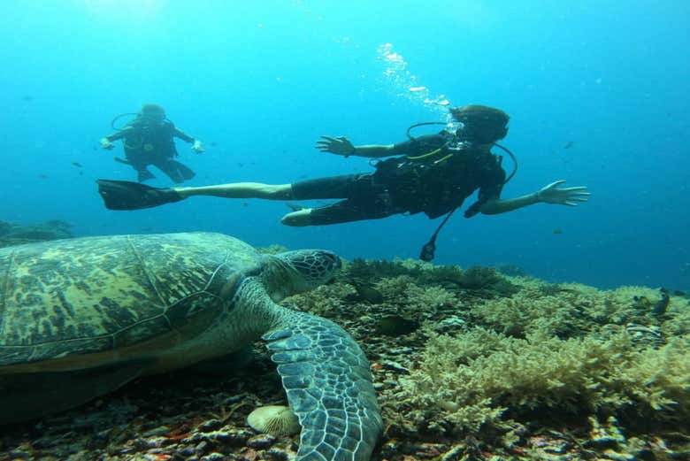 Discovering Lombok's marine wildlife