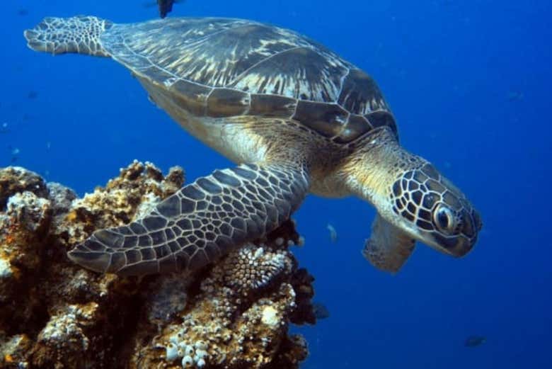 Tortugas marinas en Gili Trawangan