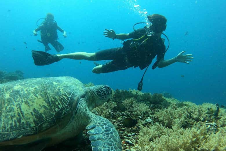 Descubriendo la fauna marina de Lombok