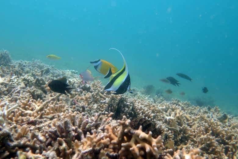 La biodiversité cachée sous l'eau
