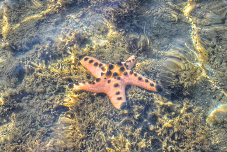 Estrella de mar en la costa de Lombok