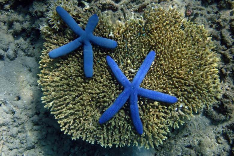 Estrellas de mar
