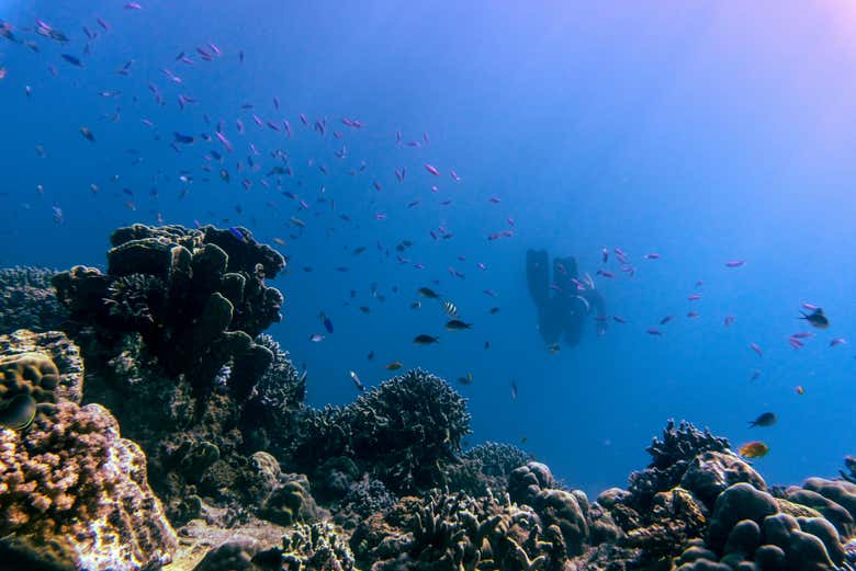 Explore the seabed of the Gili Islands