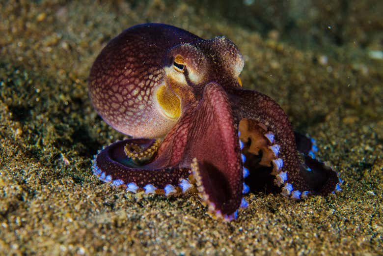 Octopus in Lombok
