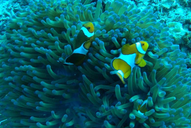 Peces payaso en las islas Gili
