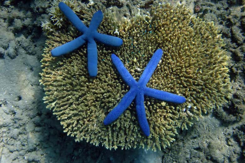 Les trésors naturels de l'île de Gili Nanggu