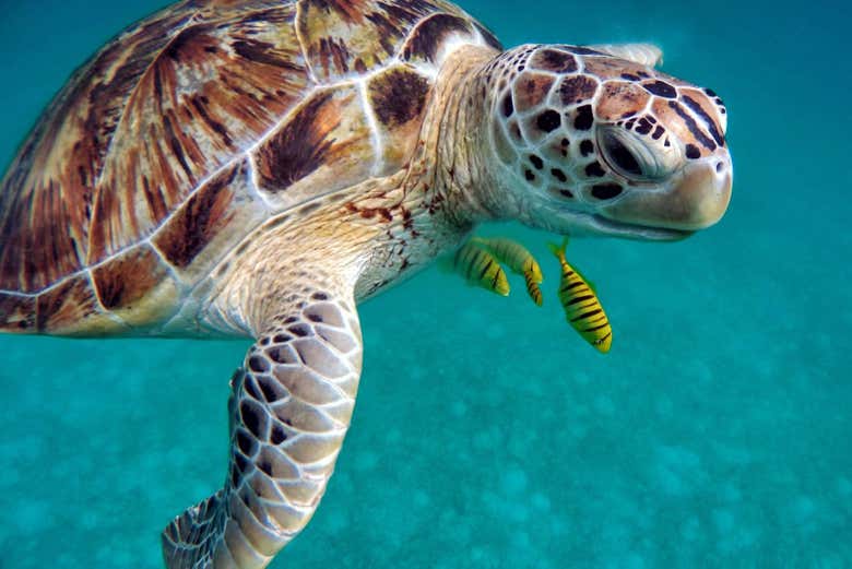 Tortugas marinas